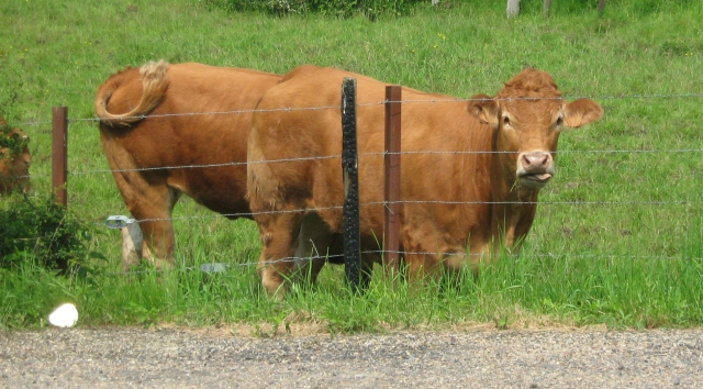 a brown cow looking at the camera in a field behind barb wire fence